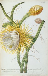 Kaktüs: Cereus, Trew